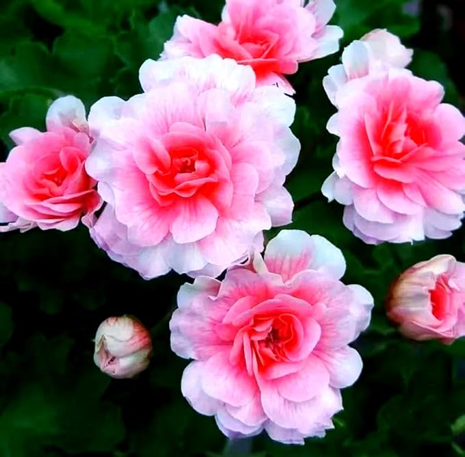 15+ Mixed Geranium Seeds - Non-GMO Adaptable Flowers, Fragrant Showy Blooms, for Balcony & Garden Decoration