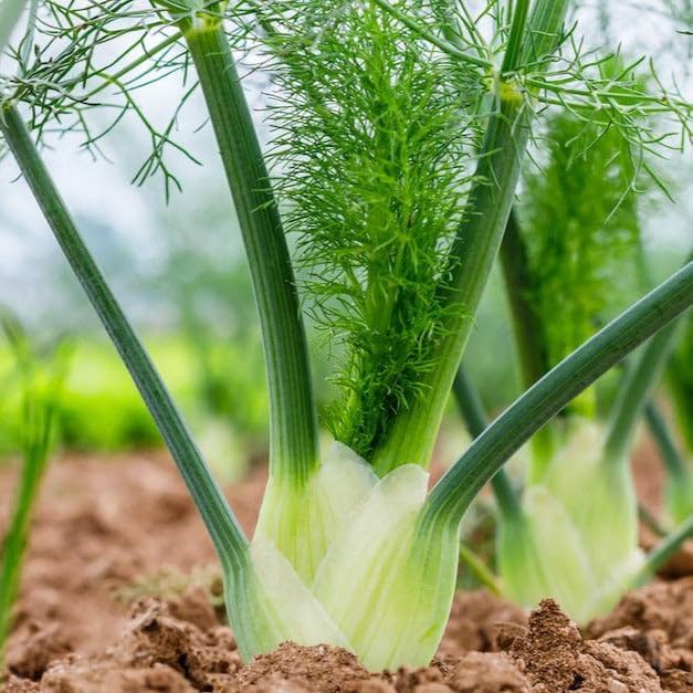 TomorrowSeeds - Florence Fennel Seeds - 500+ Count - for 2026 Planting USA Garden Vegetable Anise Licorice Italian Thyme Basil Spinach Herb Non-GMO Grow Your Own Home Farm Patio Healthy Sustainable