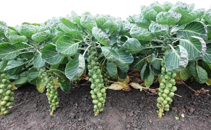 Seeds Brussels Sprouts Cabbage Long Green Vegetable for Planting Heirloom Non GMO