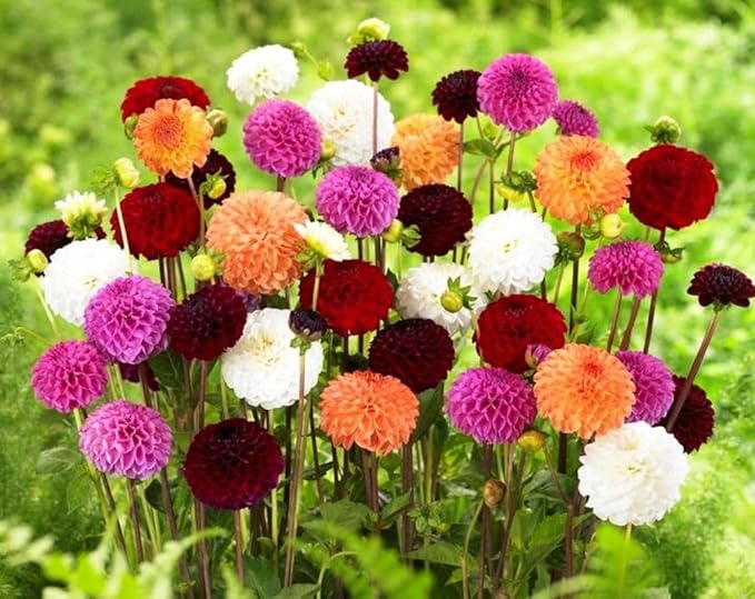 Rare Dahlia Seeds – 100+ Non-GMO Compound Petals Heirloom Seeds - High-Yield Mixed – Attracts Butterflies & Pollinators