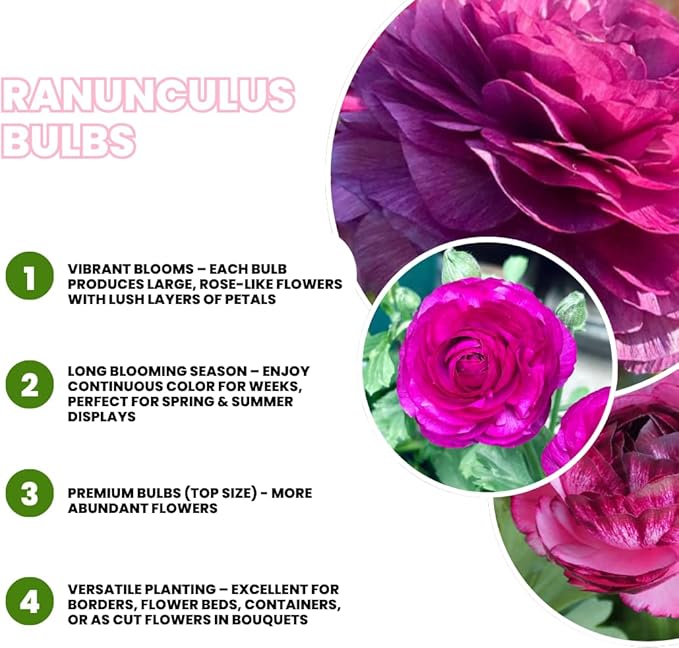 Set 50 Ranunculus Bulbs for Planting, Purple Ranunculus Corms Bulk, Butterfly Ranunculus Flowers Bulbs Spring Fall, Peony Buttercup Ranunculus