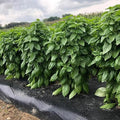 40 EVERLEAF Emerald Towers Basil Seeds