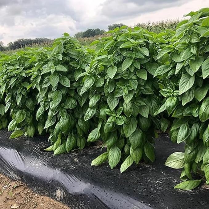 40 EVERLEAF Emerald Towers Basil Seeds