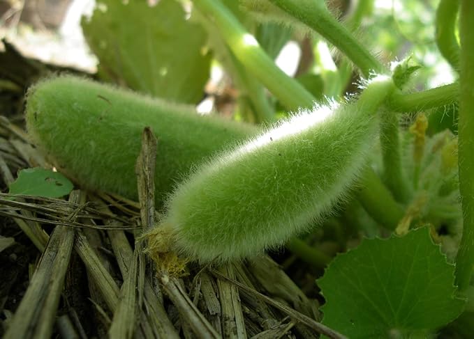 NIKA SEEDS - Seeds Vegetable Cucamelon (Cross Cucumber and Melon) Vine - 20 Seeds