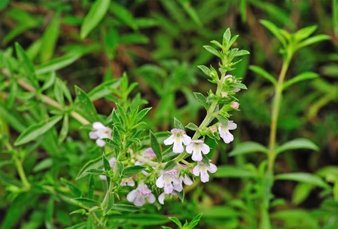 Seeds Summer Savory - Indoor - 1000 Seeds - Heirloom Herb - GMO Free