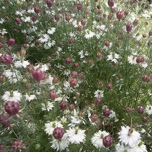 Outsidepride Jewels Marbles Nigella Seeds - 1000 Pcs Annual Flower Seeds for Planting with Vibrant Blooms & Lacy, Fern-Like Foliage, Attractive Cut Flower for Small Garden Spaces & Floral Arrangements