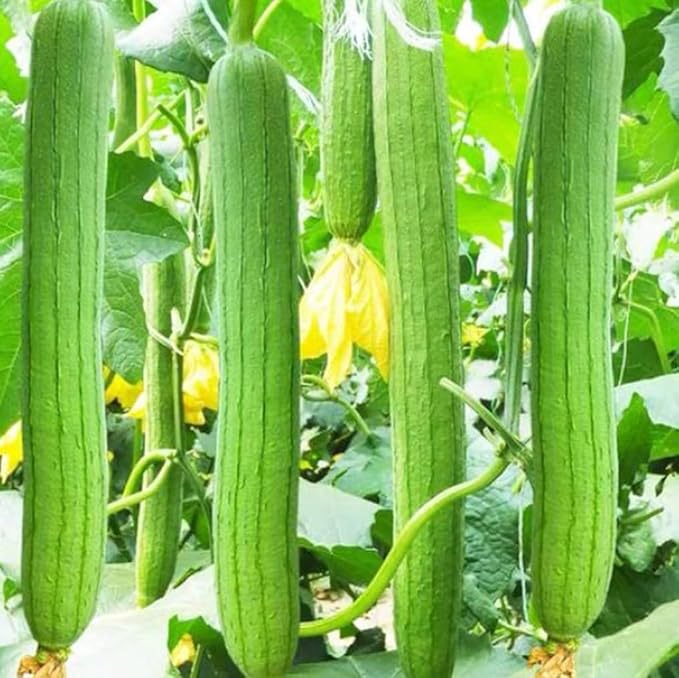 30PCS Smooth Sponge Gourd Seeds Loofah Snake Melon USA Asian Vegetable Seeds Heirloom