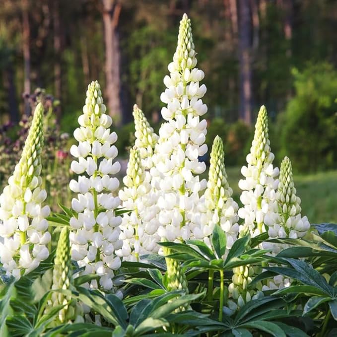 Mixrug Lupine Seeds for Planting, 750pcs Russell Lupin Perennial Flower Seeds Non-GMO Heirloom Rare Plants, Open Pollinated Beauty Home Garden for Outdoors