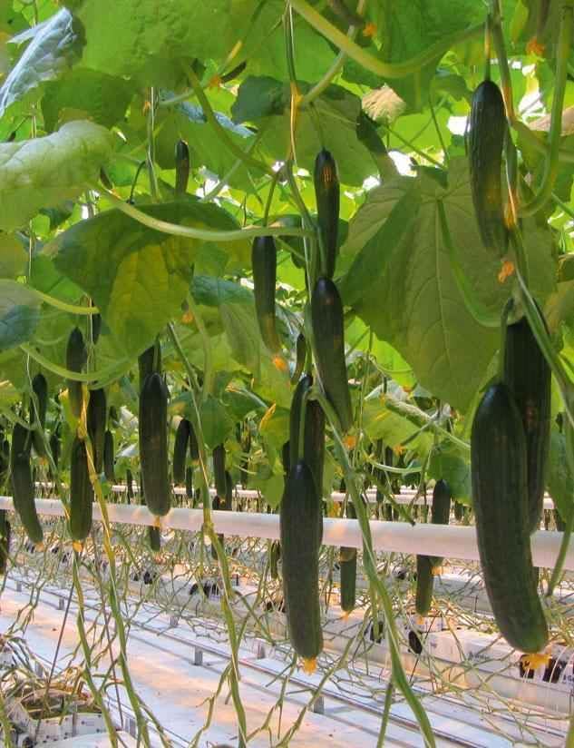 10+ Seeds Cucumber Chinese Miracle - Vegetable Open-Pollinated