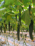 10+ Seeds Cucumber Chinese Miracle - Vegetable Open-Pollinated