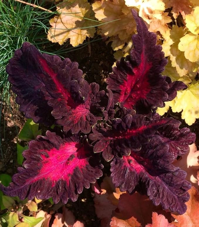 Park Seed Black Dragon Coleus Seeds – Grow Your Own Bold Indoor or Outdoor Plants, Shade-Tolerant Annual with Dark Textured Foliage for Borders, Pots, or Windowsills, Easy to Grow, Pack of 500