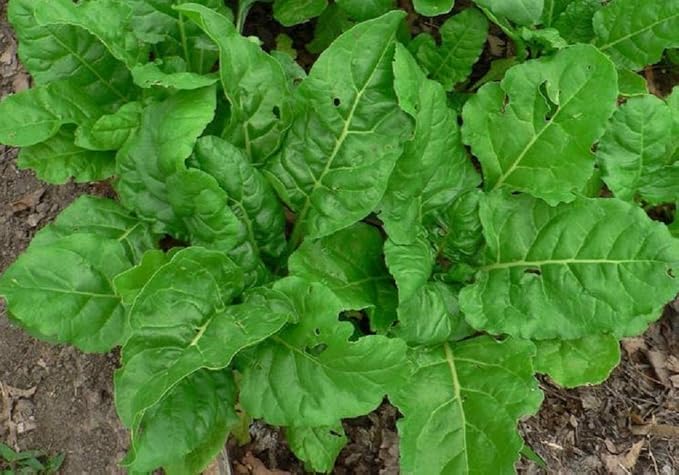 Perpetual Spinach Swiss Chard Seeds,50 Count COOL BEANS N SPROUTS Brand. Heirloom. Non-GMO. Home Gardening.