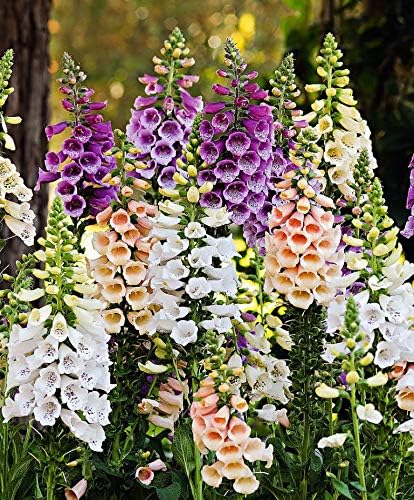 Seeds Foxglove Purple Mix Digitalis Giant Perennial Flowers for Planting