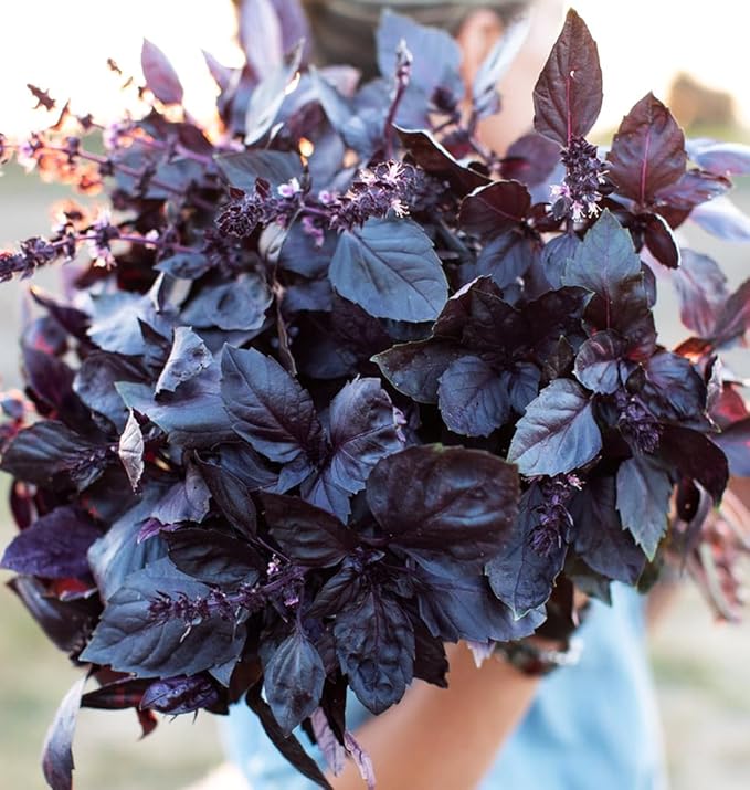 500+ Pcs Large Basil Seed Collection for Planting -Sweet, Opal, Thai, and Giant Leaf Basil - Non-GMO Heirloom Grow Indoors or Outdoor (Dark Opal Basil)