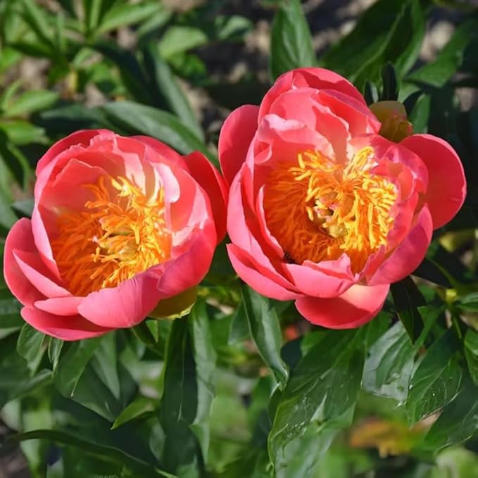 15+ Exotic Rare Peony Seeds Mixed Flowers Seed Garden Planting