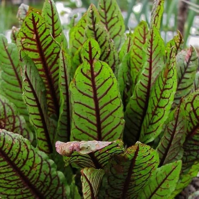 Sorrel Blood Dock Seeds – Perennial Herb (Rumex sanguineus) | Heirloom, Non-GMO, Edible Leafy Green with Red Veins