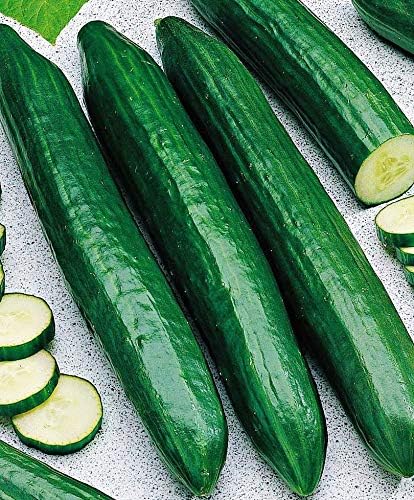 Seeds Vegetable Cucumber Emilia Long for Salads Without Bitterness for Pickling - 20 Seeds