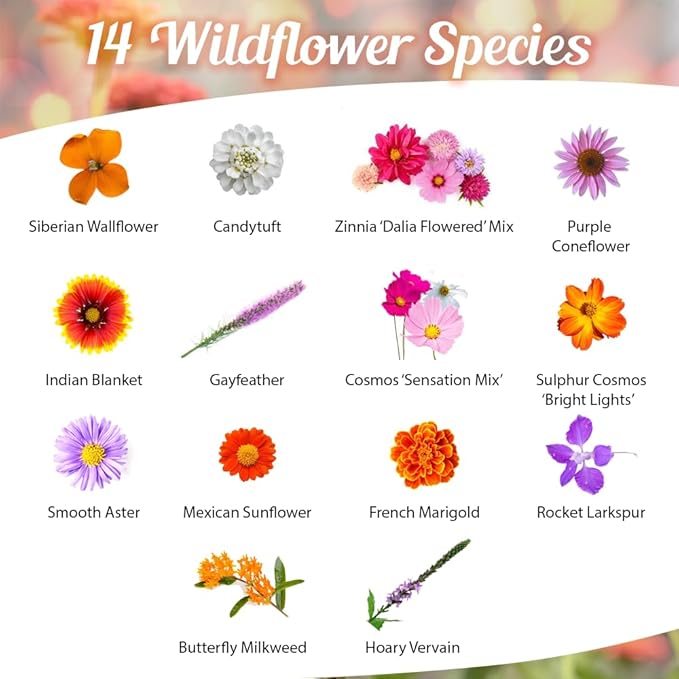 Monarch Butterfly Rescue Wildflower Seed Packet - 1oz, Open-Pollinated Wildflower, No Fillers, Annuals, Perennials and Milkweed Seeds for Monarch Butterfly 1oz