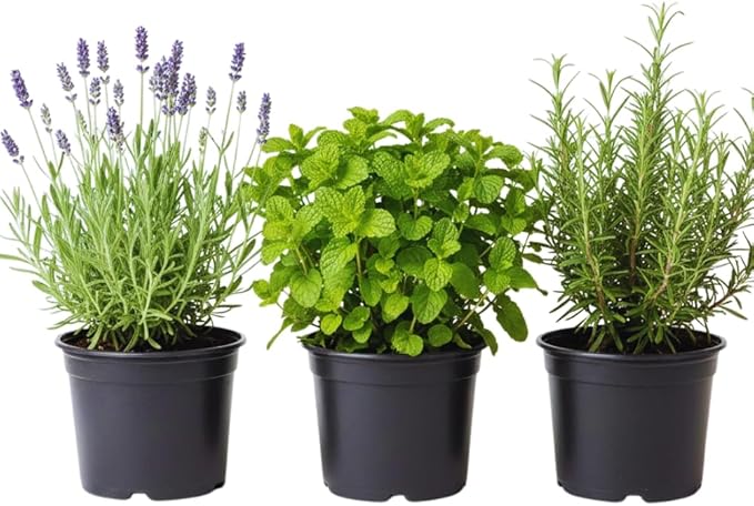 3 Assorted Herbs Plants, Cuban Oregano, Holy Basil, Rosemary, Mint Plant, Other Herbs Live Plant for Gardening, 3 to 5 Inc Tall, No Pot