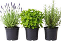 3 Assorted Herbs Plants, Cuban Oregano, Holy Basil, Rosemary, Mint Plant, Other Herbs Live Plant for Gardening, 3 to 5 Inc Tall, No Pot