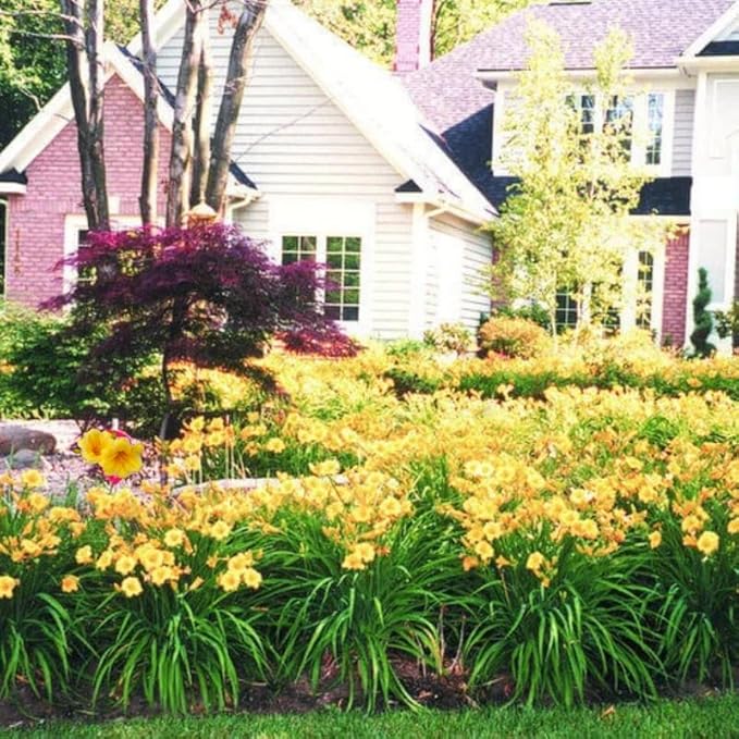 Set 10 Golden Yellow Daylily Bulbs for Planting, Hardy Perennial Lily Roots for Colorful Summer Blooms