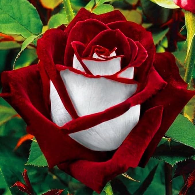350+ Rare Multi Colorful Rainbow Rose Flower Seeds for Planting Outdoor
