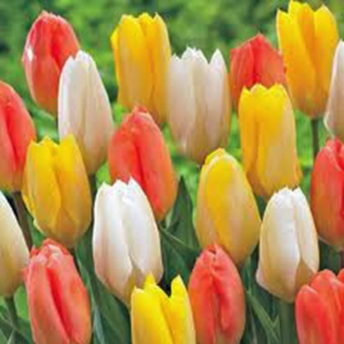 Emperor Tulip Bulb, Jazz Mix, Stunning Perennial Tulips, Bulbs, Large Flowers