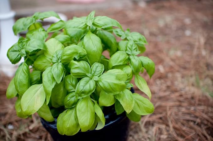RAISE ME UP: Seeds Sweet Basil Indoor Green Herbs Non GMO Heirloom