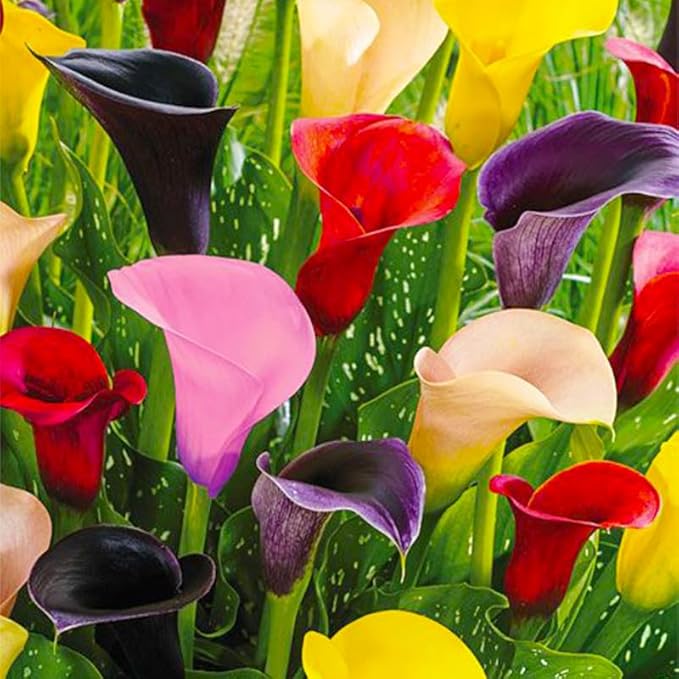 30Pcs Mix Calla Lily Seeds for Planting in Home Garden-GMO Heirloom Plant Seeds Garden Outdoor