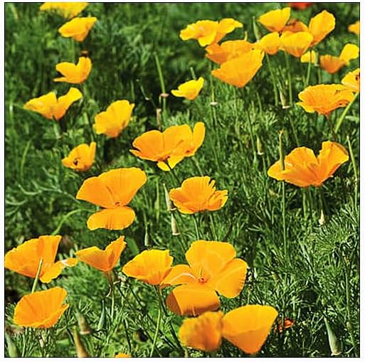 California Native Mixed Wildflowers - 10,000 Seeds Approximately