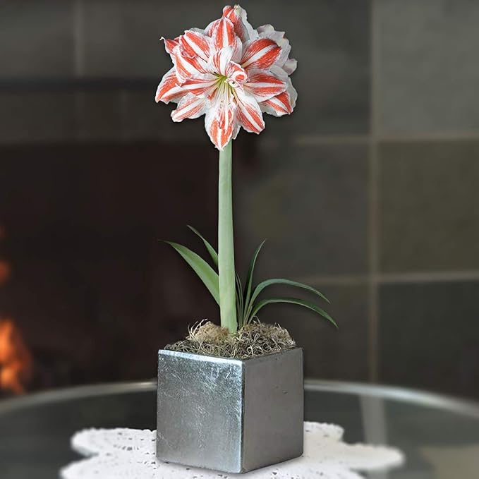 Easy to Grow Amaryllis 'Dancing Queen' Pre-Planted Bulb Indoor Gift Kit in a Silver Square - Double Pink & White Flowering Blooms in 4 to 8 Weeks
