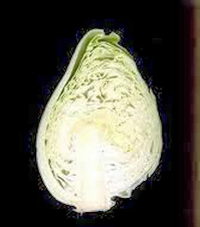 Cabbage Seed, Early Jersey Wakefield, Heirloom, Non GMO, 25 Seeds, Tasty Healthy Veggie