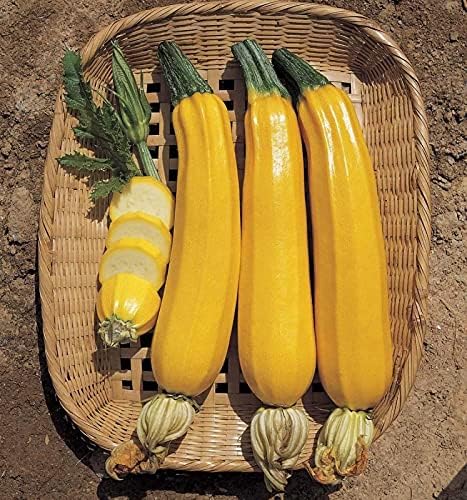 SeedsUP - 30+ Seeds Easy Pick Zucchini - Vegetable Golden