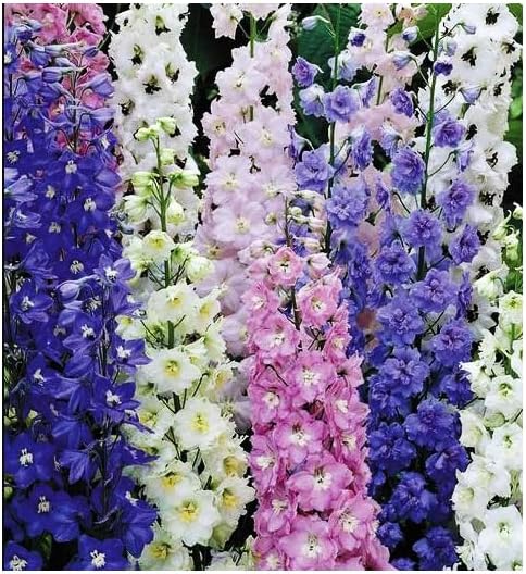 Larkspur Imperial Mix Seeds - Wild Delphinium Mixed Colors - 4' Tall and Used Widely by Floral Designers
