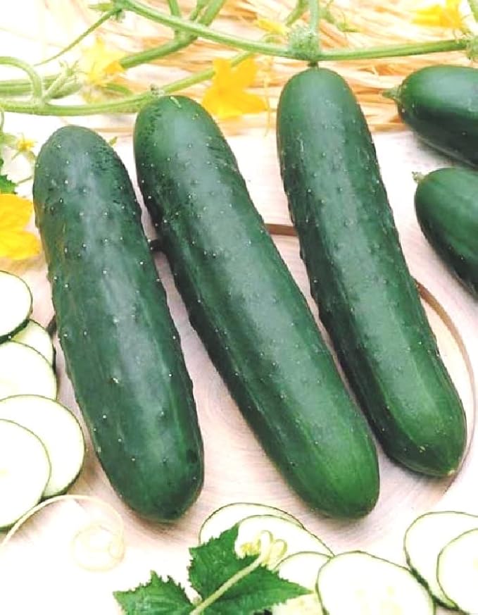 KIRA SEEDS - Seeds Indoor Cucumber Zozulya Long - Self-Pollinated - Heirloom Vegetable - GMO Free