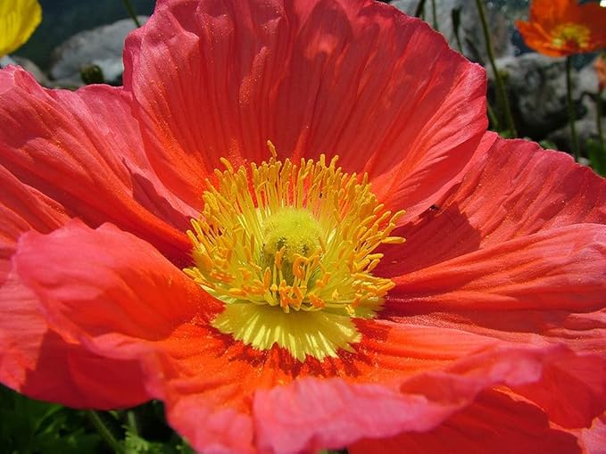 Iceland Poppies Seeds: Pink and Red Pastel Poppy Seeds with Crinkled Petals - Non GMO and Neonicotinoid Seed…