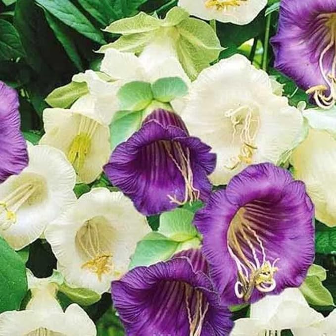 Seeds Cathedral Bells Mix/Cobea/Perennial Flowers