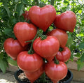 100 Fresh Big Beef Tomato Seeds Non-GMO Vegetable Seeds Heirloom