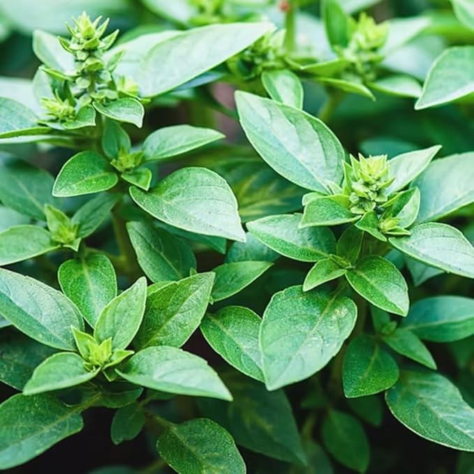 3 Greek Basil Plants Live, 4-7 Inches Tall, Compact Sweet Culinary Herb to Grow, Fragrant Basil Seedlings