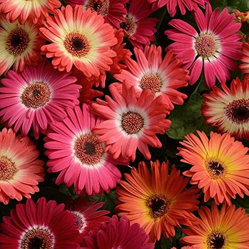Outsidepride Bicolor Mix Gerbera Seeds - 20 Pcs Perennial, Compact & Low Maintenance, Flower Seeds for Planting w/Vibrant Mixed Blooms, Ideal for Garden Landscaping & Cut Flower Arrangements