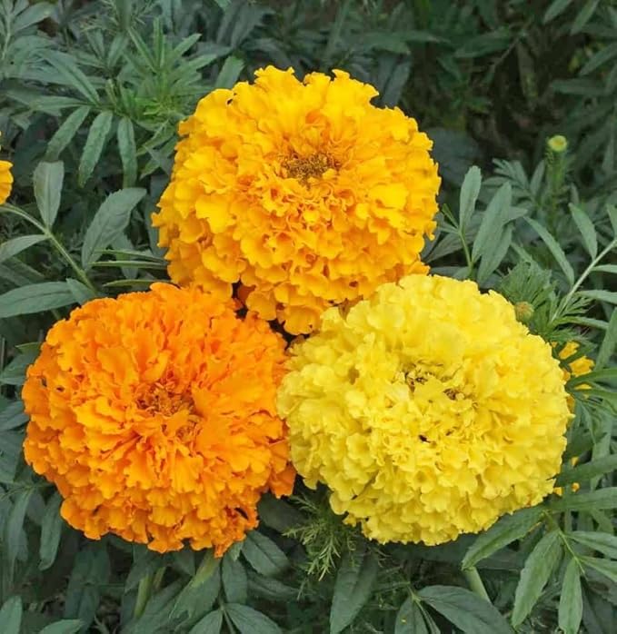 Premium Marigold Mix Seeds (1000 Count) - Hardy Annual Flower Seeds, Long-Blooming Ornamental for Garden Beds, Pots, Patios