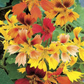 Park Seed Nasturtium Flower Plant Seeds, Easy to Grow, Perfect for Spring Garden, Phoenix, Pack of 20
