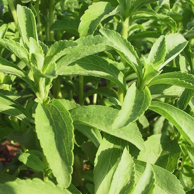 Park Seed Sugarleaf Organic Stevia Seeds - Pack of 100 Seeds, Non-Caloric Sweetener, 20-30 Times Sweeter Than Sugar, Perfect for Health-Conscious Gardeners, Tender Perennial