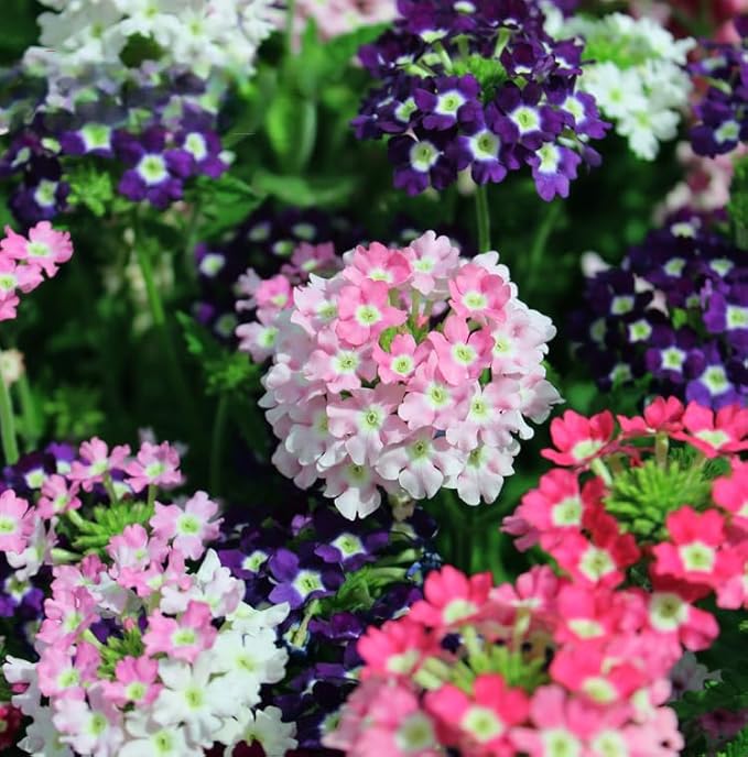 1500 Mixed Color Verbena Seeds - Dense Colorful Small Blooms, Cold & Heat-Tolerant Groundcover Flowers, Perfect for Garden Borders, Easy to Propagate