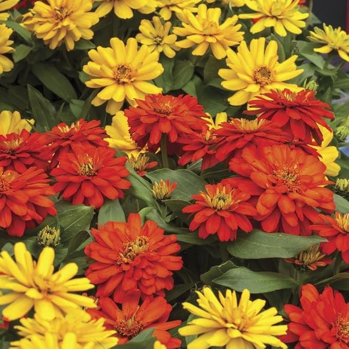 Park Seed Zydeco Fire Zinnia Seeds, Pack of 25 Seeds – 77 Days to Maturity, Extra-Large Fully Double Flowers,Non-GMO, Attracts Pollinators, Ideal for Beds, Borders, and Containers