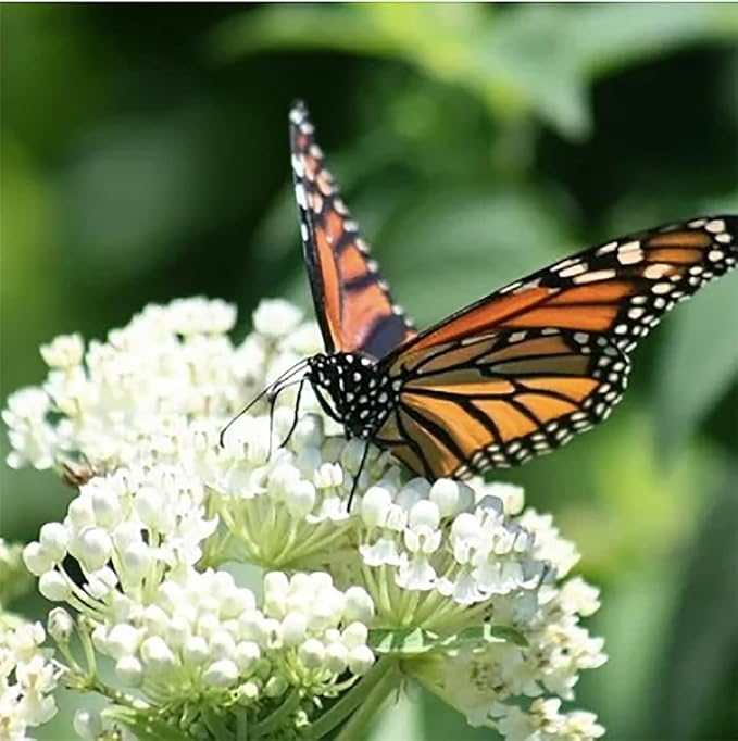White Ice Swamp Milkweed Seeds to Help Save The Monarch Butterflies - Incarnata Milkweed