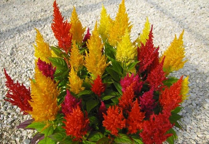 RAISE ME UP: Seeds Plumed Cockscomb Mix (Crested, West Indian, Toreador) Celosia Annual Flowers