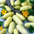 40+ Seeds Cucumber Angel - Vegetable White