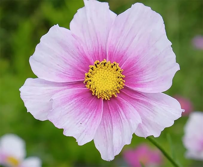 Low Rainfall, Dry Area Wildflower Seed Mix - 13 Varieties of Annuals and Perennials