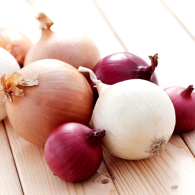 Multicolor Onion Seed Mx Allium Cepa 200+ Seeds Garden Seeds for Planting Vegetables